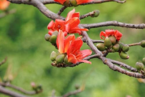 木棉花代表什么意思