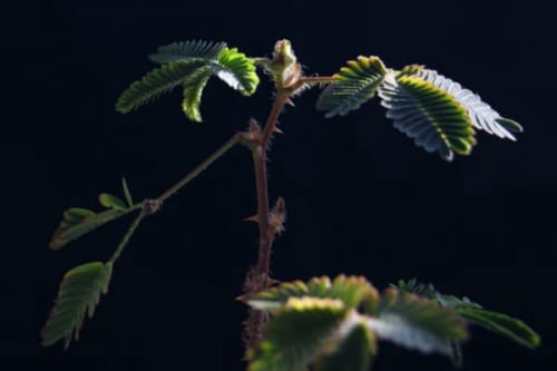 含羞草的花语是什么