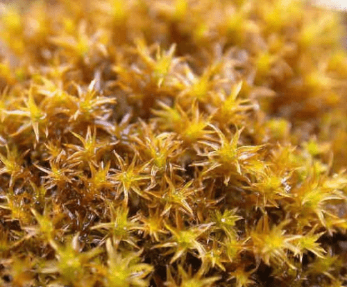 moss /莫斯的种类和莫斯的生长习性探秘