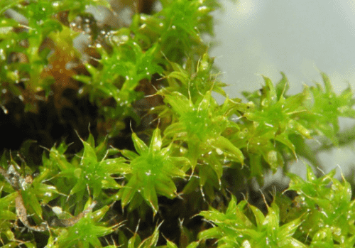 moss /莫斯的种类和莫斯的生长习性探秘