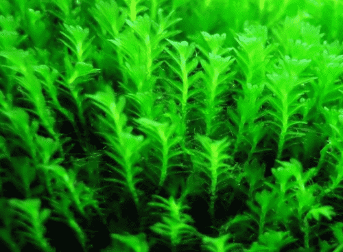 moss /莫斯的种类和莫斯的生长习性探秘