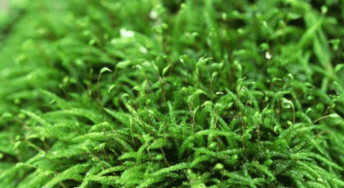 moss /莫斯的种类和莫斯的生长习性探秘