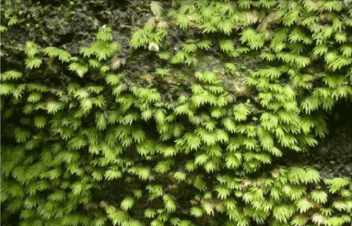 moss /莫斯的种类和莫斯的生长习性探秘