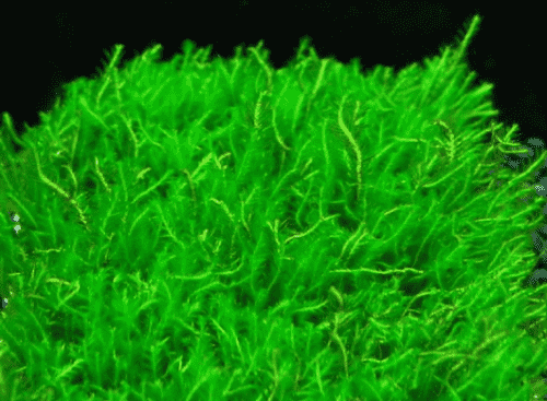 moss /莫斯的种类和莫斯的生长习性探秘