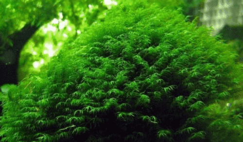 moss /莫斯的种类和莫斯的生长习性探秘