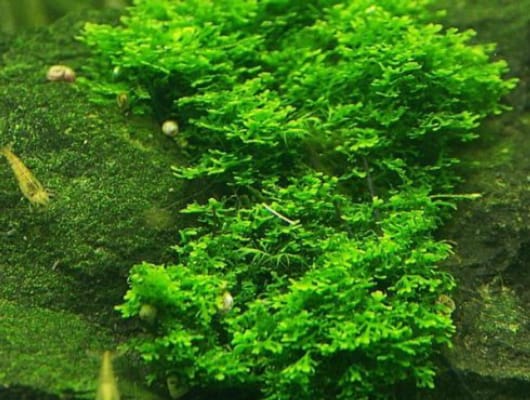 moss /莫斯的种类和莫斯的生长习性探秘