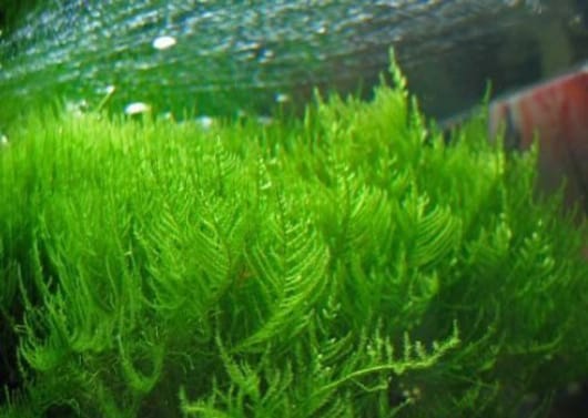 moss /莫斯的种类和莫斯的生长习性探秘