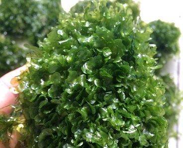 莫斯（MOSS）水草之种类鉴别