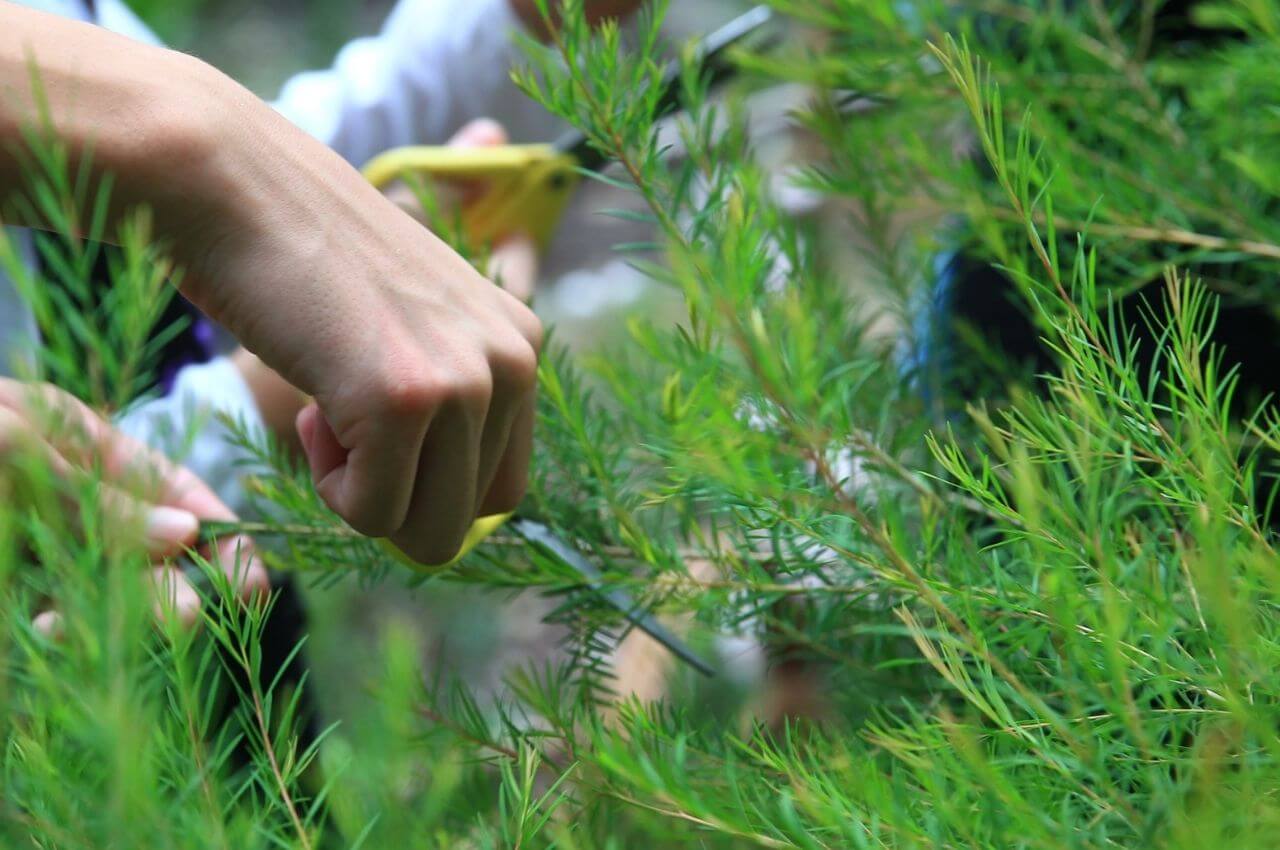 芳香疗法｜城市裡的天然植感，推荐7种最适合秋冬和居家使用的精油