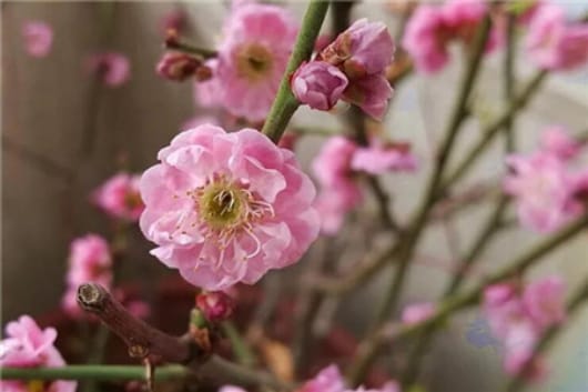 别养绿萝了，过年来盆香香花，满屋飘香精神好！