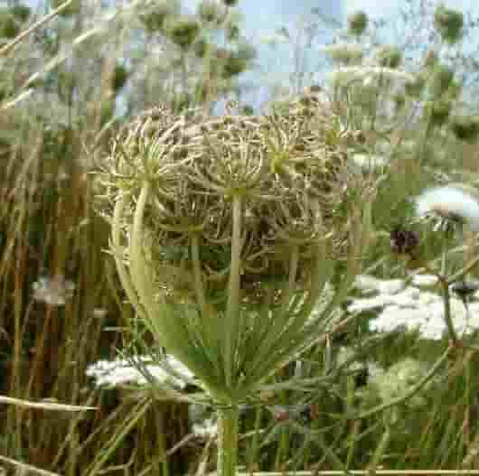 野生胡萝卜籽纯露功效与使用 Wild carrot seed