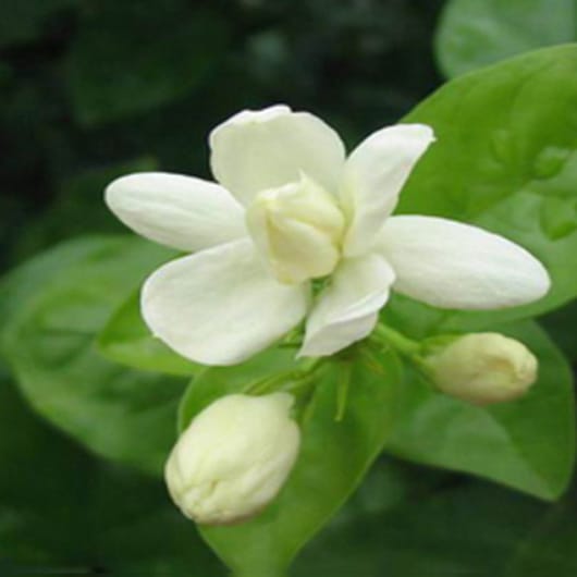 茉莉纯露功效与使用 Jasmine