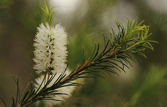 茶树纯露功效与使用 Tea Tree