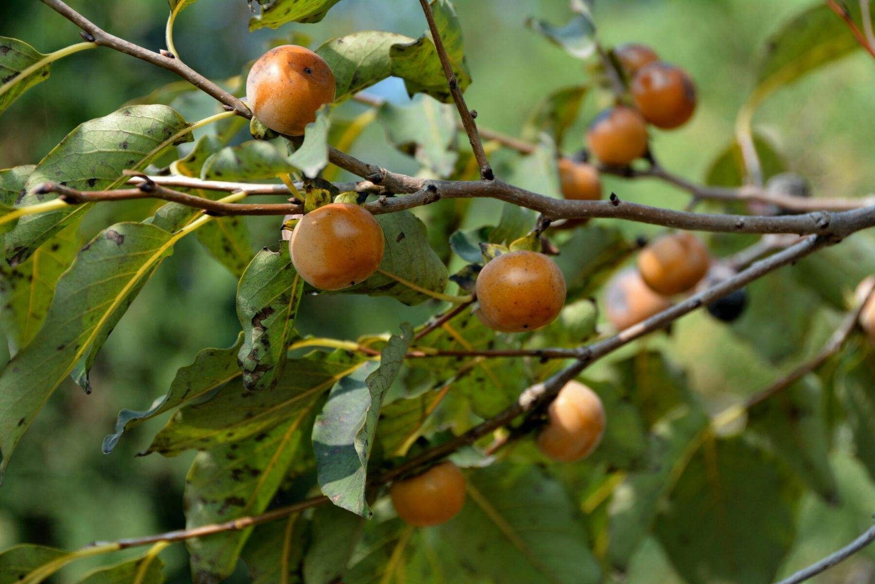 金秋9月，6种野果成熟了，你都吃过几种