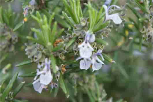 樟脑迷迭香纯露功效与使用 Rosemary camphor