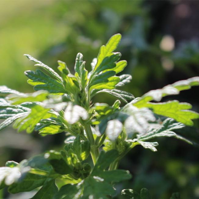 艾草纯露功效与使用 Artemesia