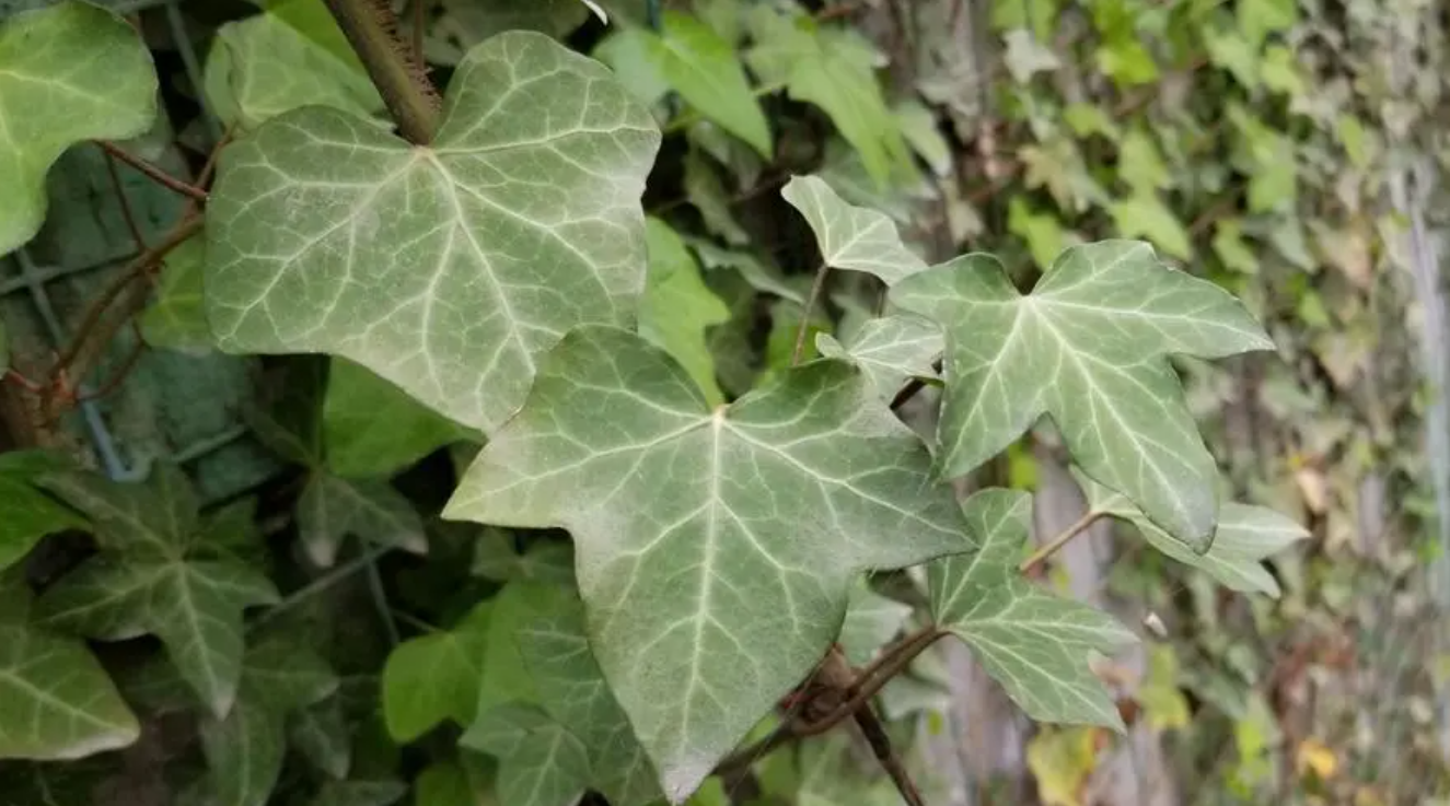 追风藤：神奇的中草药，有助于改善关节疼痛和风湿性关节炎