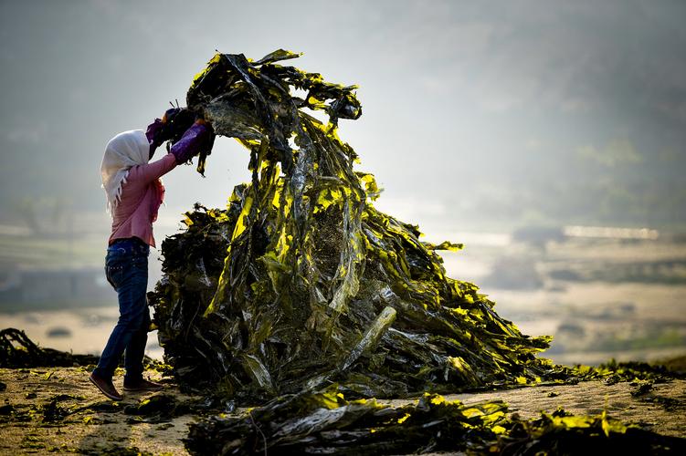 海带是什么，他有什么功效(海带的功效：降血脂、减肥、润肠通便)