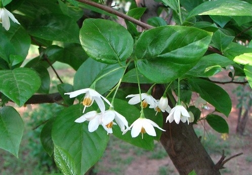 芳疗百科_用精油呵护双手，按摩和保养