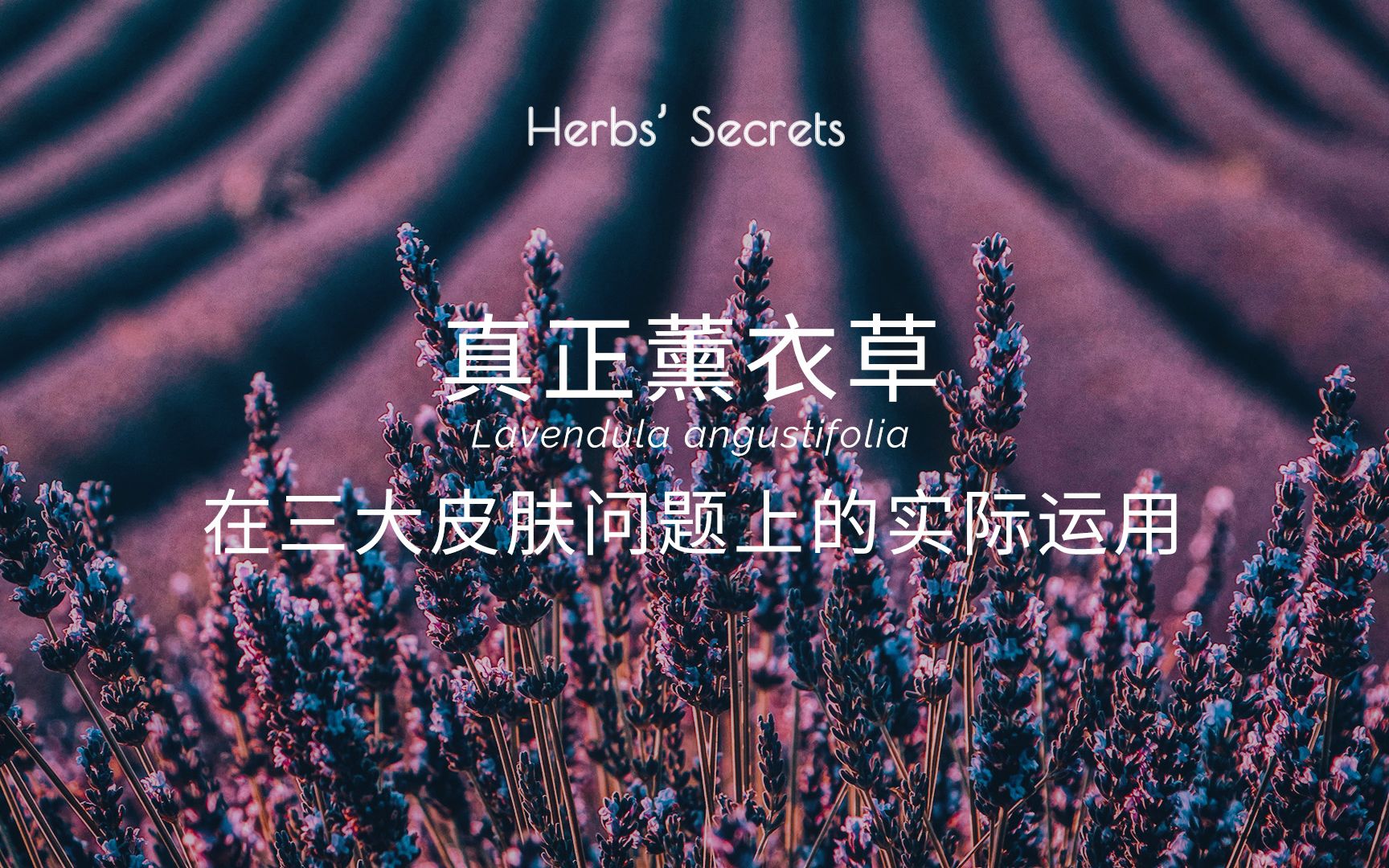 薰衣草对皮肤的功效(薰衣草美肤：抗氧化、舒缓、美白)