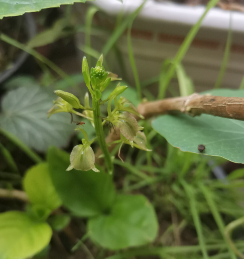 烂耳羊功效(烂耳洋：祛湿止痒，舒缓皮肤不适)