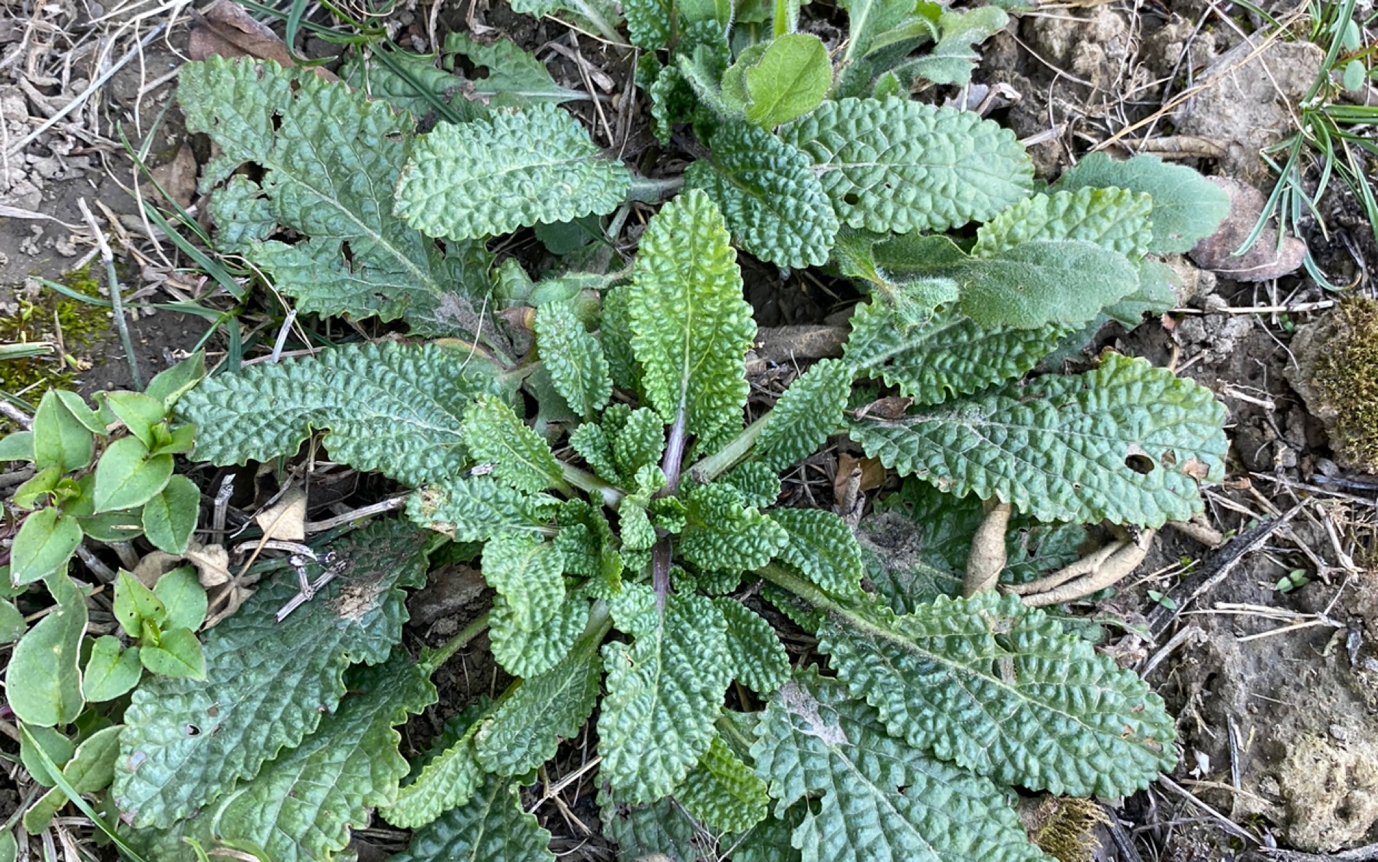 癞宝草的功效(根据中医传统，癞宝草可治疗皮肤病，提高免疫力，抗炎止痛，美容养颜， 