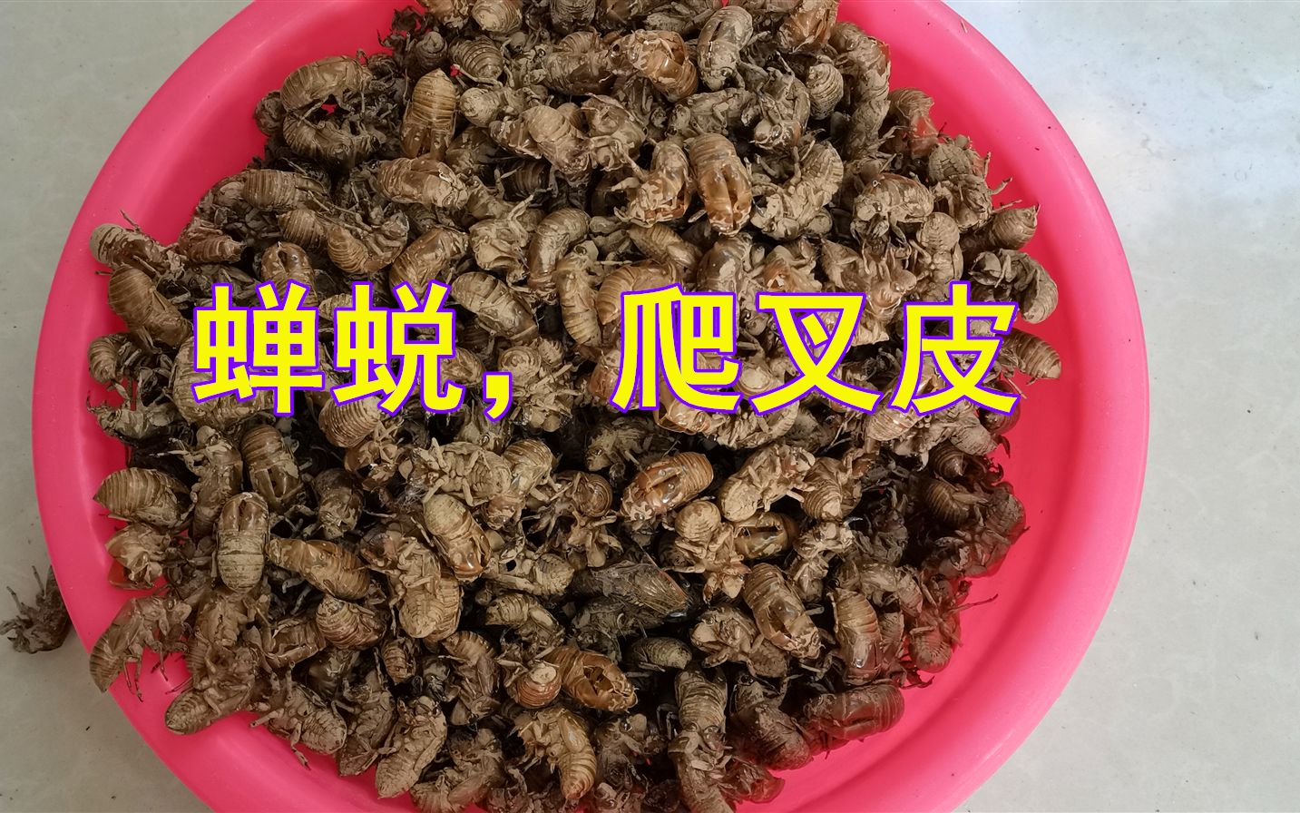 爬叉皮的功效(叉皮功效大揭秘祛湿止痒、消肿止痛，让你告别皮肤烦恼) 