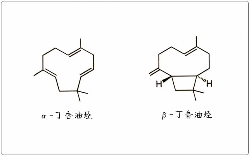 芳疗小知识｜倍半萜烯 - 丁香油烃