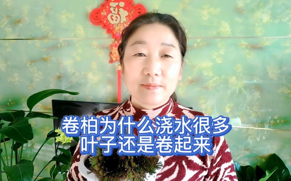 地卷柏的功效与作用(地卷柏功效大揭秘，助你健康生活)