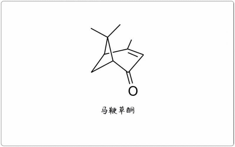 芳疗小知识｜单萜酮 - 马鞭草酮