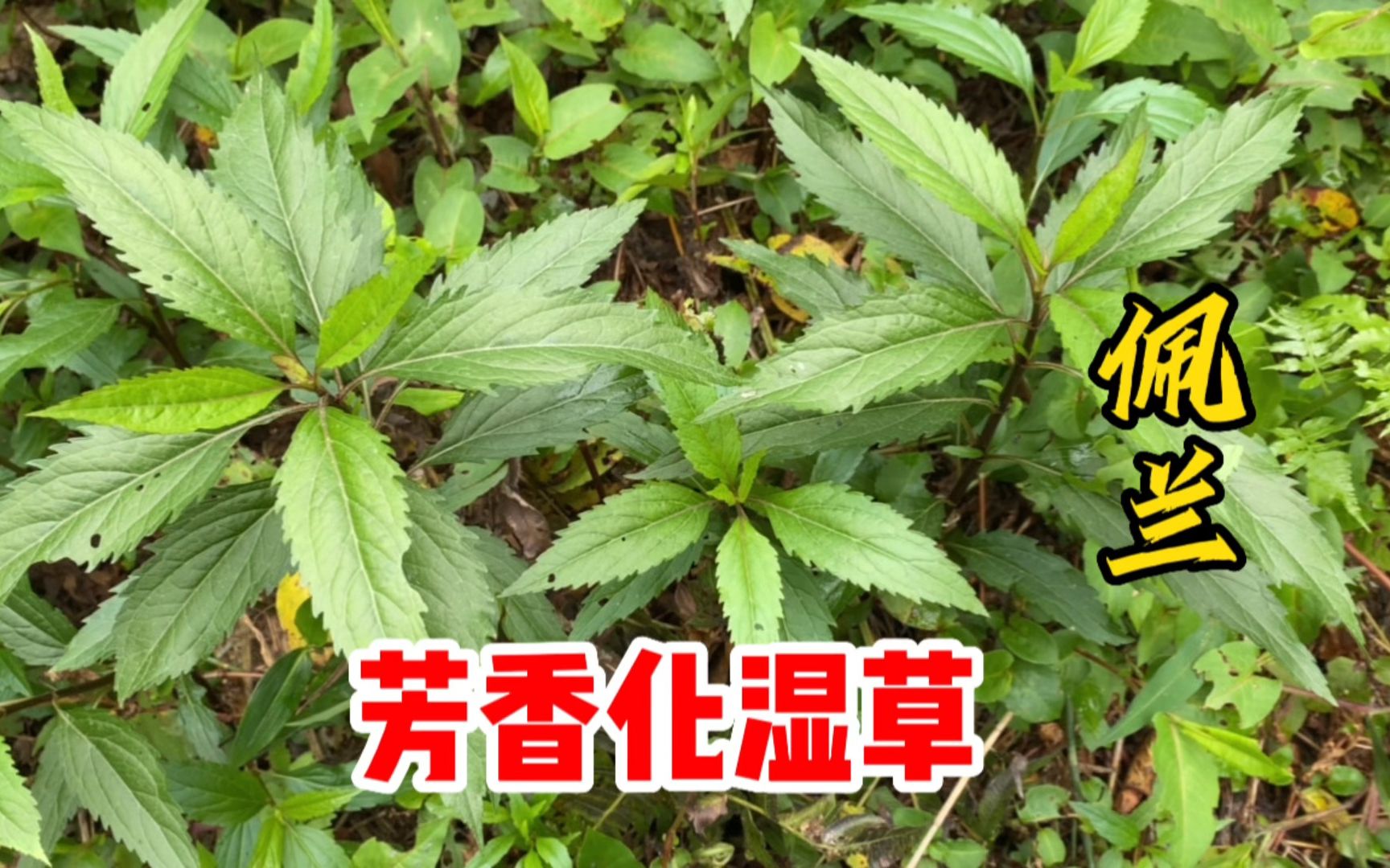 干佩兰的功效与作用(干佩兰：祛湿止痛，提高免疫力)