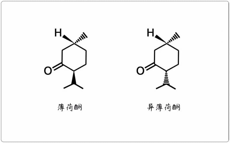 芳疗小知识｜单萜酮 - 薄荷酮