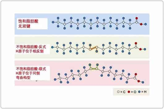 芳疗小知识｜多元不饱和脂肪酸的功效（二）