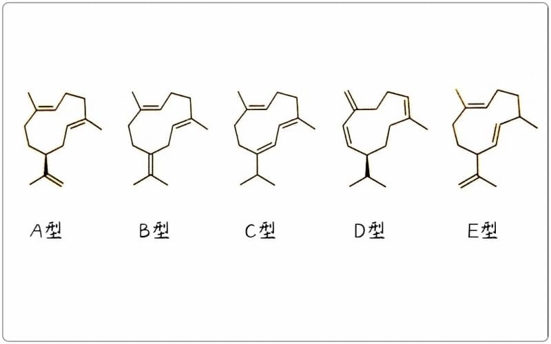 芳疗小知识｜倍半萜烯 - 大根老鹳草烯