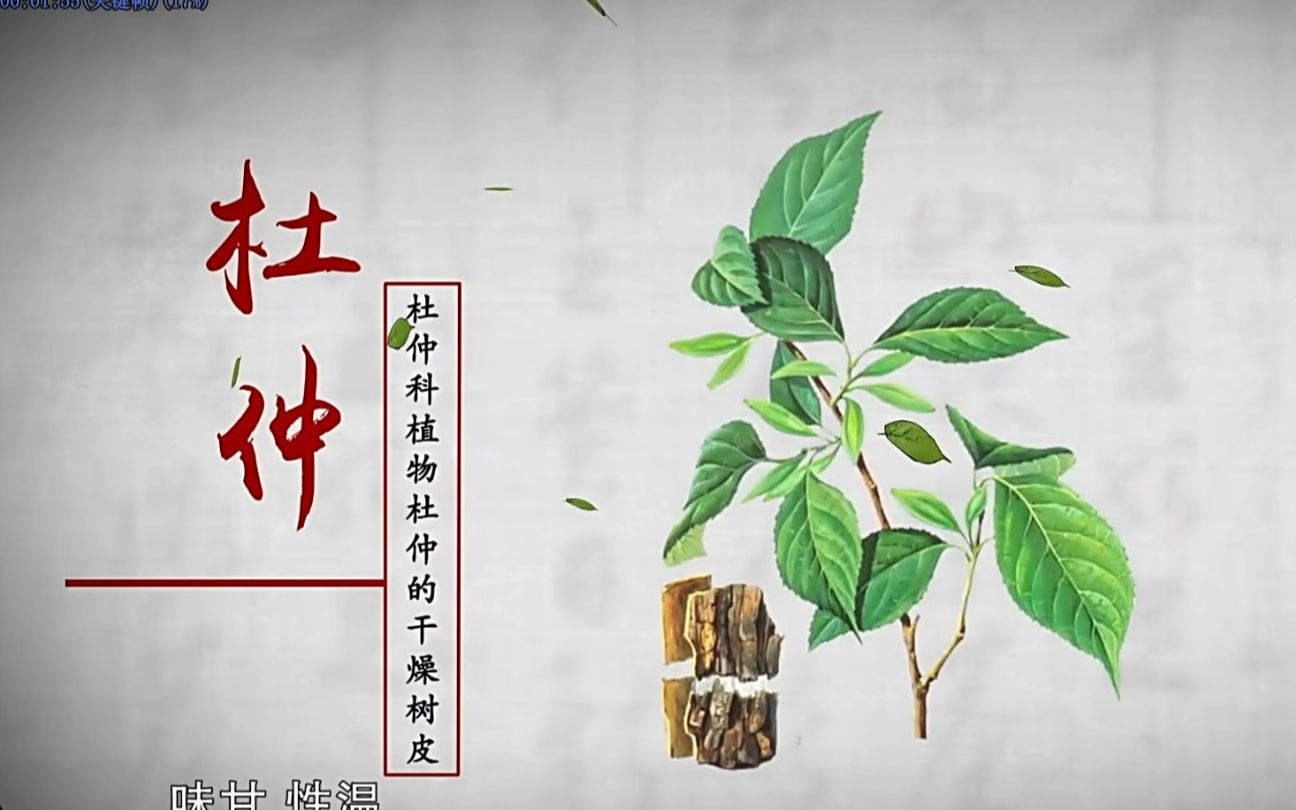 杜仲续断牛膝合用功效(杜仲续断牛膝：强筋健骨，缓解关节疼痛) 