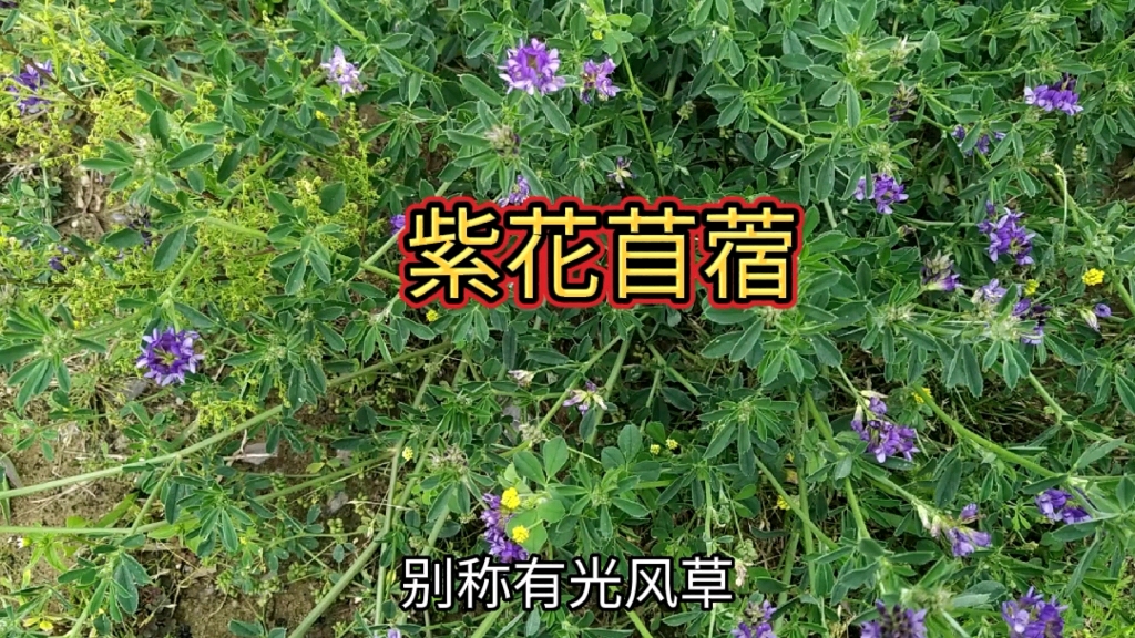 紫花苜蓿粉的功效(紫花苜蓿粉的功效及用途)