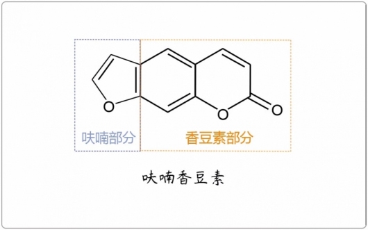 芳疗小知识｜内酯 - 呋喃香豆素