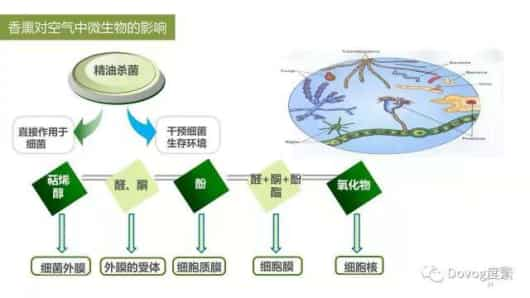 早安[太阳]今日精油知识分享，关于精油抗菌的实验结果，是国内前沿的研究成果