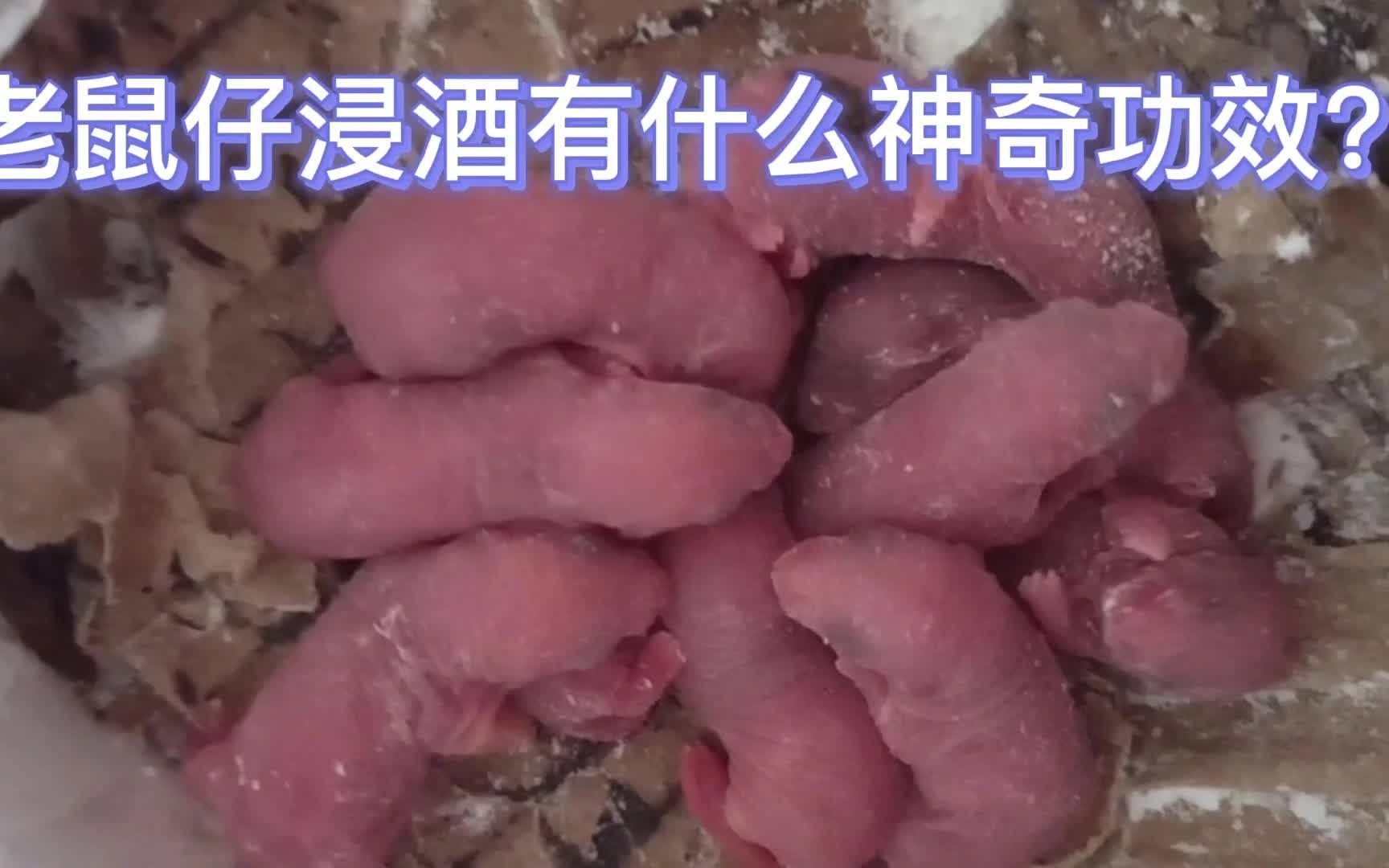 小老鼠泡酒有什么功效(小老鼠泡酒：神奇功效大揭秘)