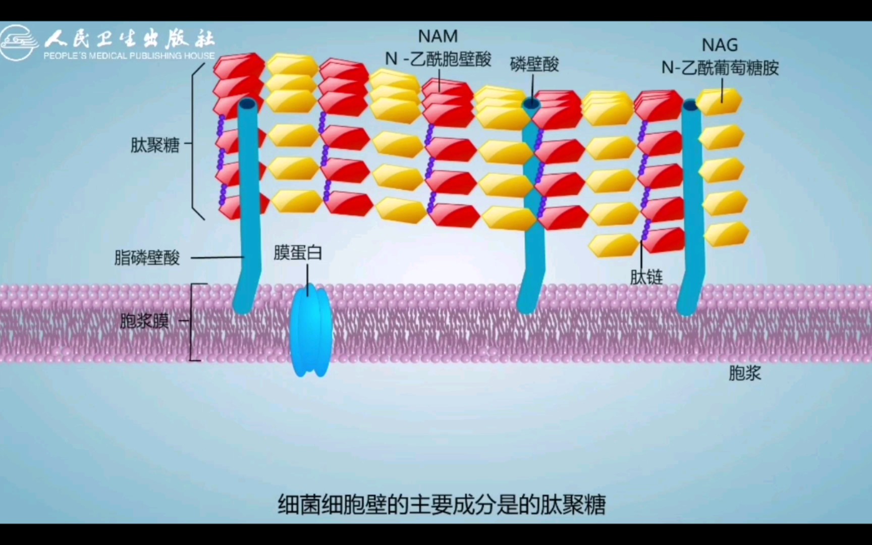 白霉素的作用与功效(白霉素：强效杀菌，治疗感染疾病)