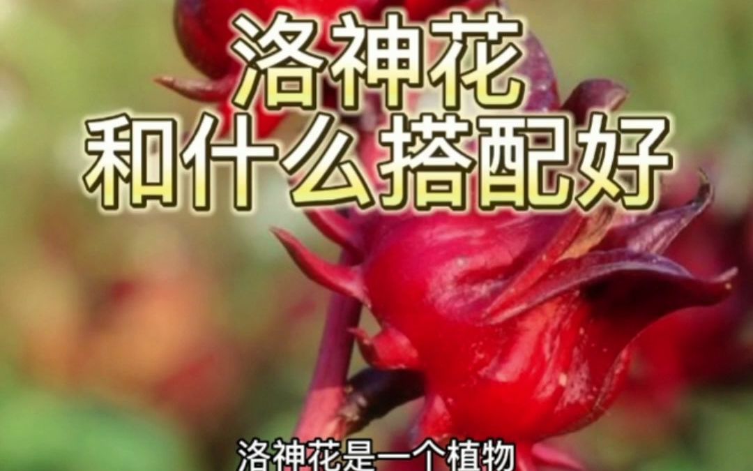 复花的功效与作用(复花：祛湿利尿、清热解毒的好帮手)