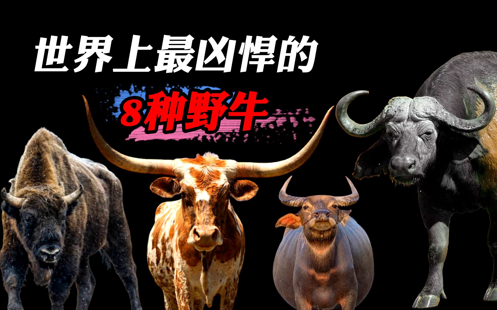 野牛心的功效与作用(野牛心的功效与作用，让你健康无忧)