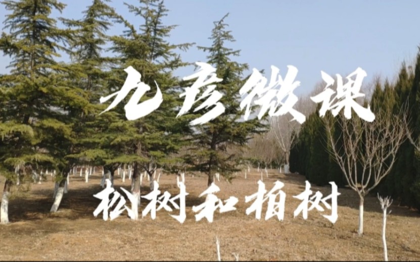 柏树仁的功效与作用(柏树仁功效大揭秘，让你健康无忧)