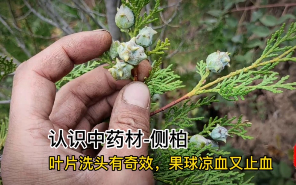 柏树仁的功效与作用(柏树仁功效大揭秘，让你健康无忧)
