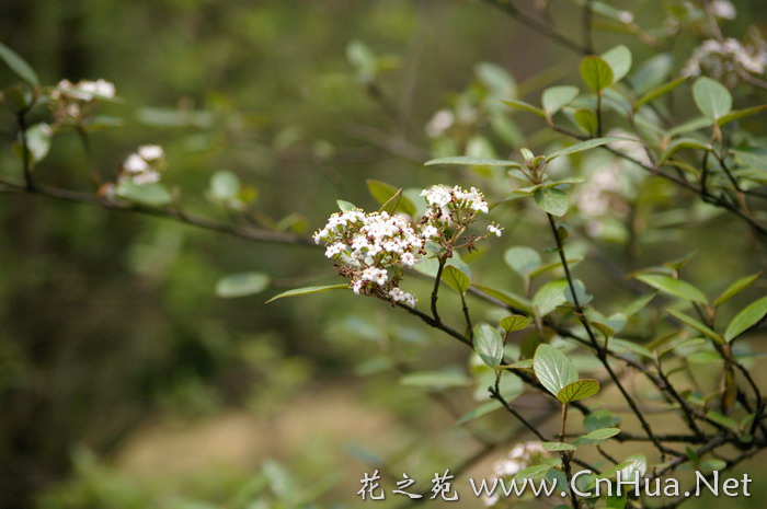 羊屎条花