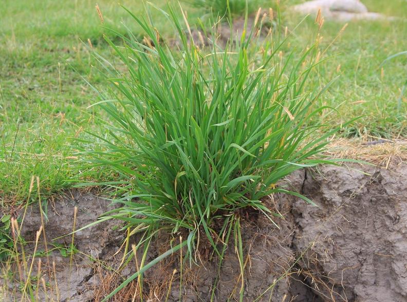 香根草是什么(香根草是什么植物)