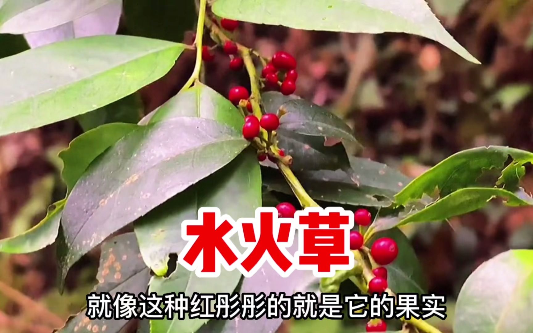 毛冬青茶有什么功效(毛冬青茶功效大揭秘，提高免疫力，降低血脂) ...