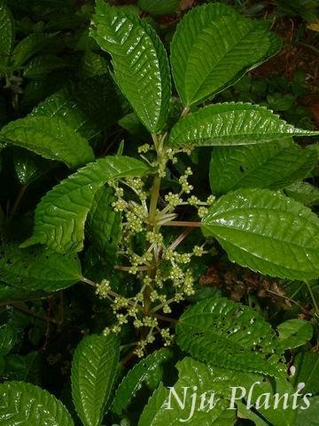 透茎冷水花