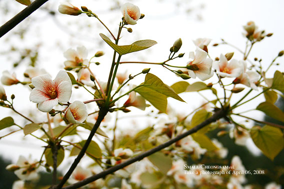 桐子花