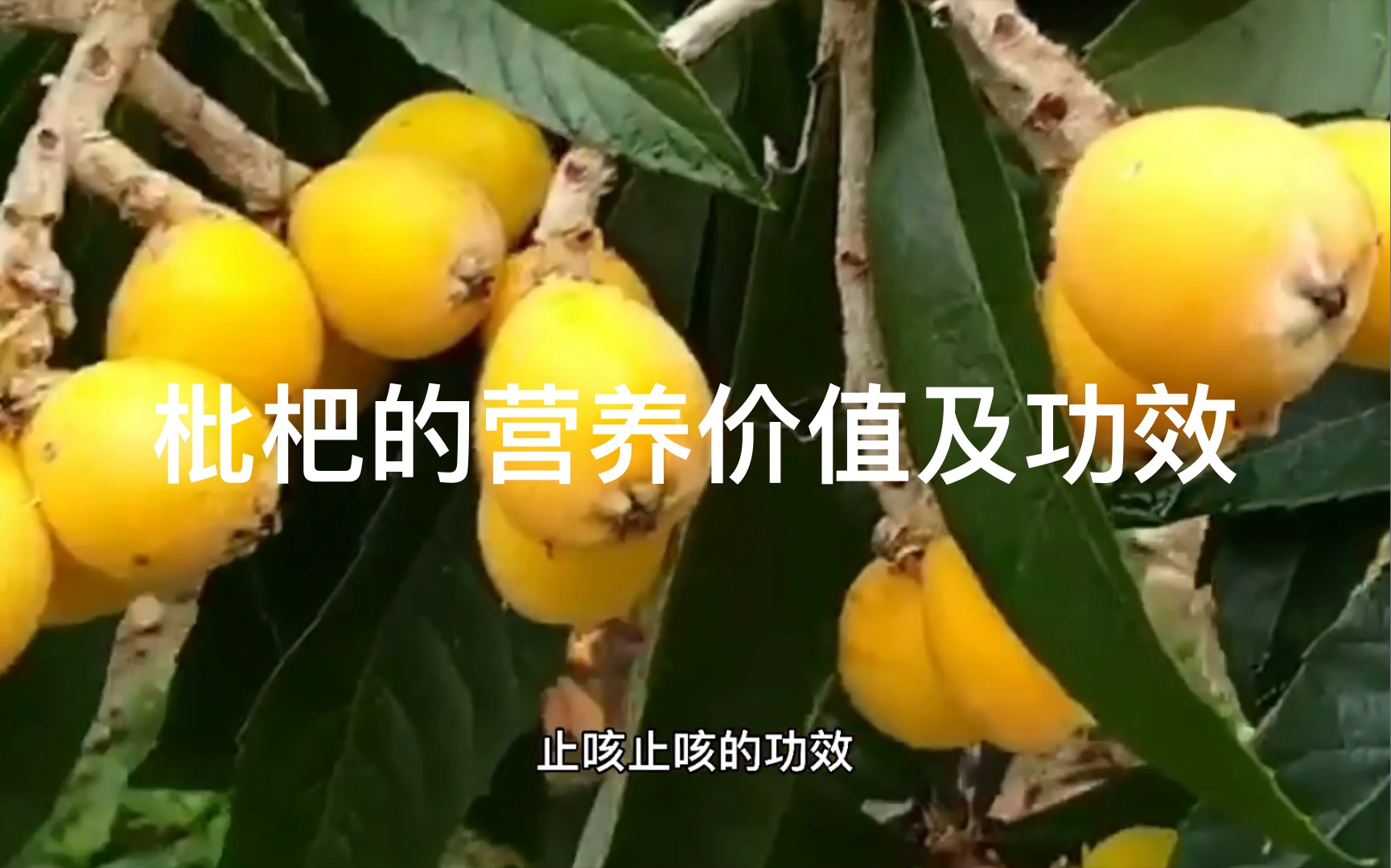 山枇杷的功效与作用(山枇杷：滋润肺脏，缓解咳嗽)